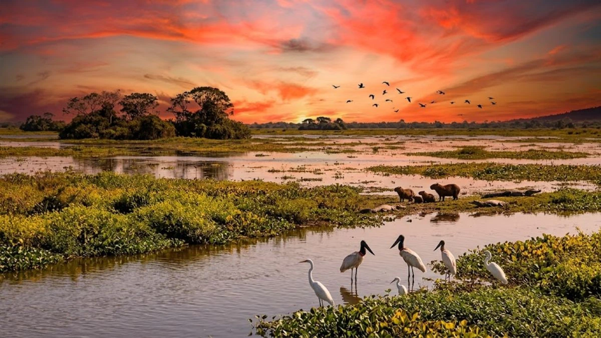 Melhor época para visitar o Pantanal 2026: Guia das Estações