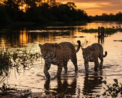 onça-pintada no pantanal norte em porto jofre mato grosso