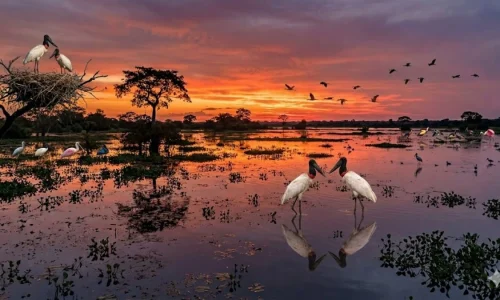 Pôr do sol no Pantanal Norte 2026: Os 5 Melhores Pontos VIP