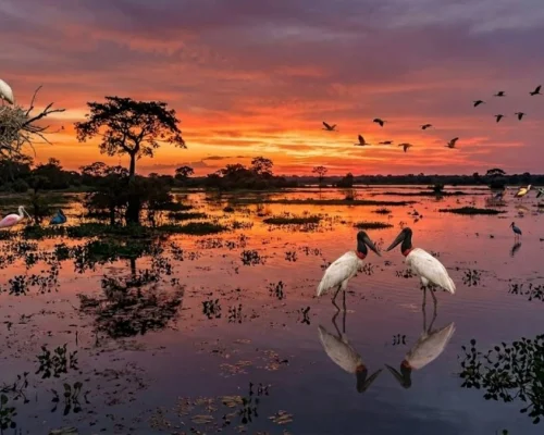 Pôr do sol no Pantanal Norte 2026: Os 5 Melhores Pontos VIP