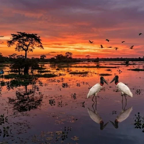 Pôr do sol no Pantanal Norte 2026: Os 5 Melhores Pontos VIP