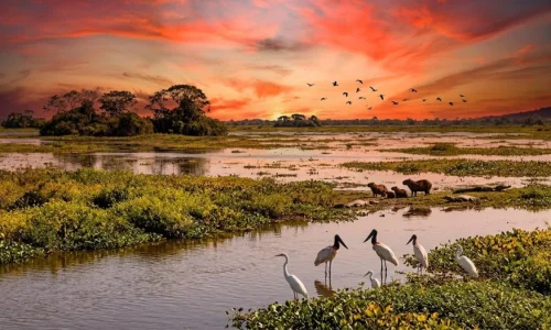 Melhor época para visitar o Pantanal 2026: Guia das Estações