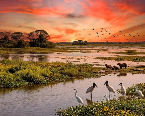 Melhor época para visitar o Pantanal 2026: Guia das Estações