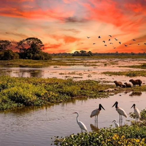 Melhor época para visitar o Pantanal 2026: Guia das Estações